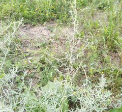 Artemisia dracunculus glauca