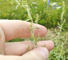 Artemisia dracunculus glauca