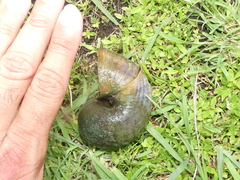 Pomacea maculata