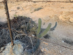 Stenocereus gummosus