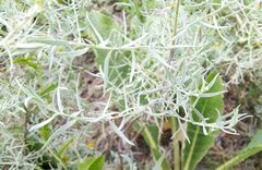 Artemisia dracunculus glauca