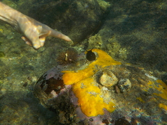 Scutus antipodes