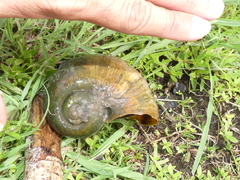 Pomacea maculata