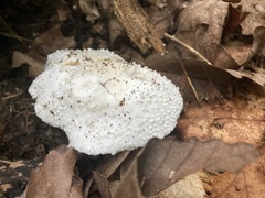 Amanita