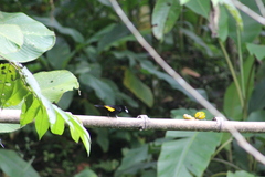 Ramphocelus flammigerus