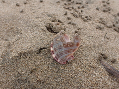 Semicassis centiquadrata