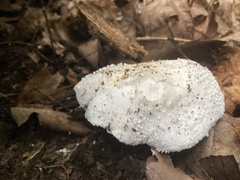 Amanita