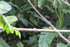 Ramphocelus flammigerus