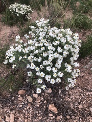 Zinnia acerosa