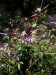 Plumbago pulchella