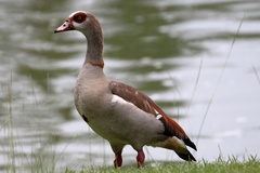 Alopochen aegyptiaca