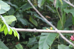 Tangara icterocephala