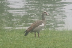 Alopochen aegyptiaca