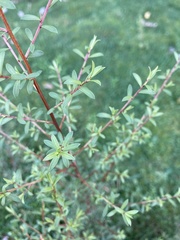 Kunzea