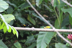 Tangara icterocephala