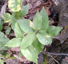 Stellaria bungeana