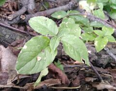 Stellaria bungeana
