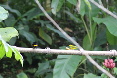 Tangara icterocephala