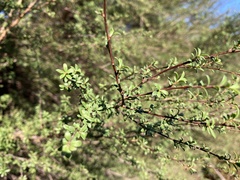 Kunzea