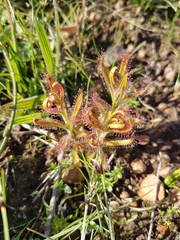 Drosera cistiflora