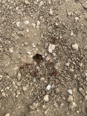 Pogonomyrmex barbatus