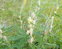 Astragalus alopecurus