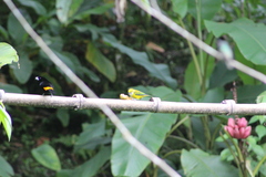 Tangara icterocephala