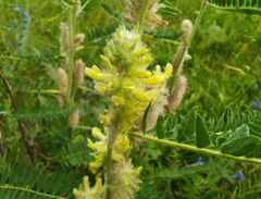 Astragalus alopecurus