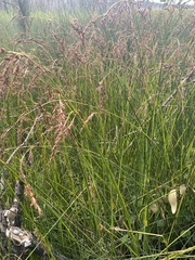 Machaerina rubiginosa