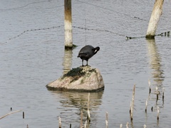 Fulica americana