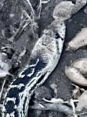Pituophis catenifer