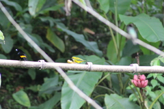 Tangara icterocephala