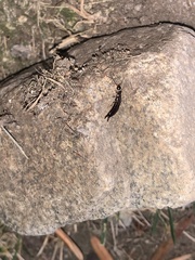 Euborellia annulipes