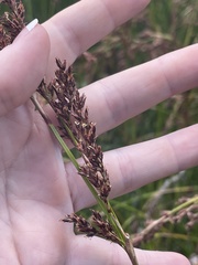 Machaerina rubiginosa