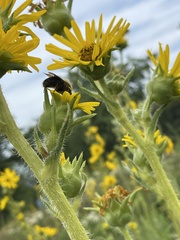 Bombus griseocollis