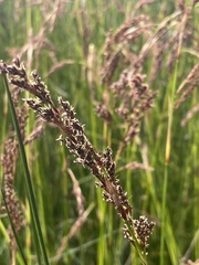 Machaerina rubiginosa