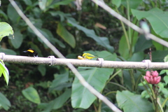 Tangara icterocephala