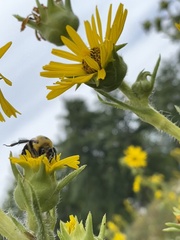 Bombus griseocollis