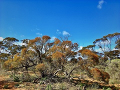 Eucalyptus leptophylla