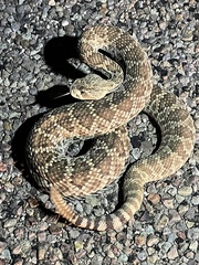Crotalus scutulatus