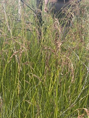 Machaerina rubiginosa