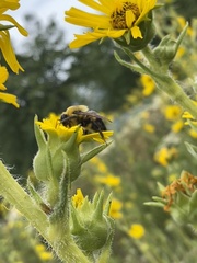 Bombus griseocollis
