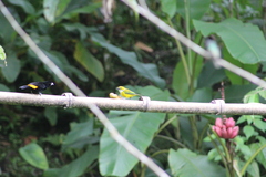 Tangara icterocephala