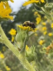 Bombus griseocollis