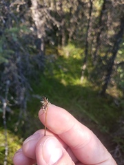 Carex tenuiflora