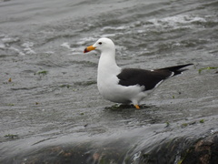 Larus belcheri