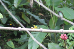 Tangara icterocephala