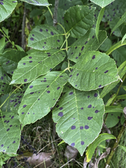 Diplocarpon rosae
