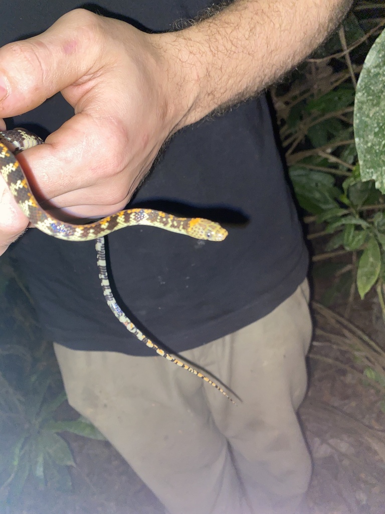 Panama Spotted Night Snake From Departamento De Madre De Dios, PE On ...