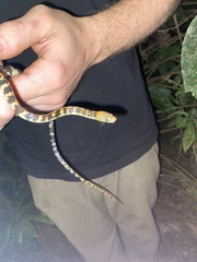 Siphlophis cervinus